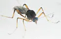 Johannsenomyia annulicornis - photo 3