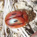 Jonthonota mexicana - photo 3