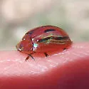 Jonthonota mexicana - photo 4