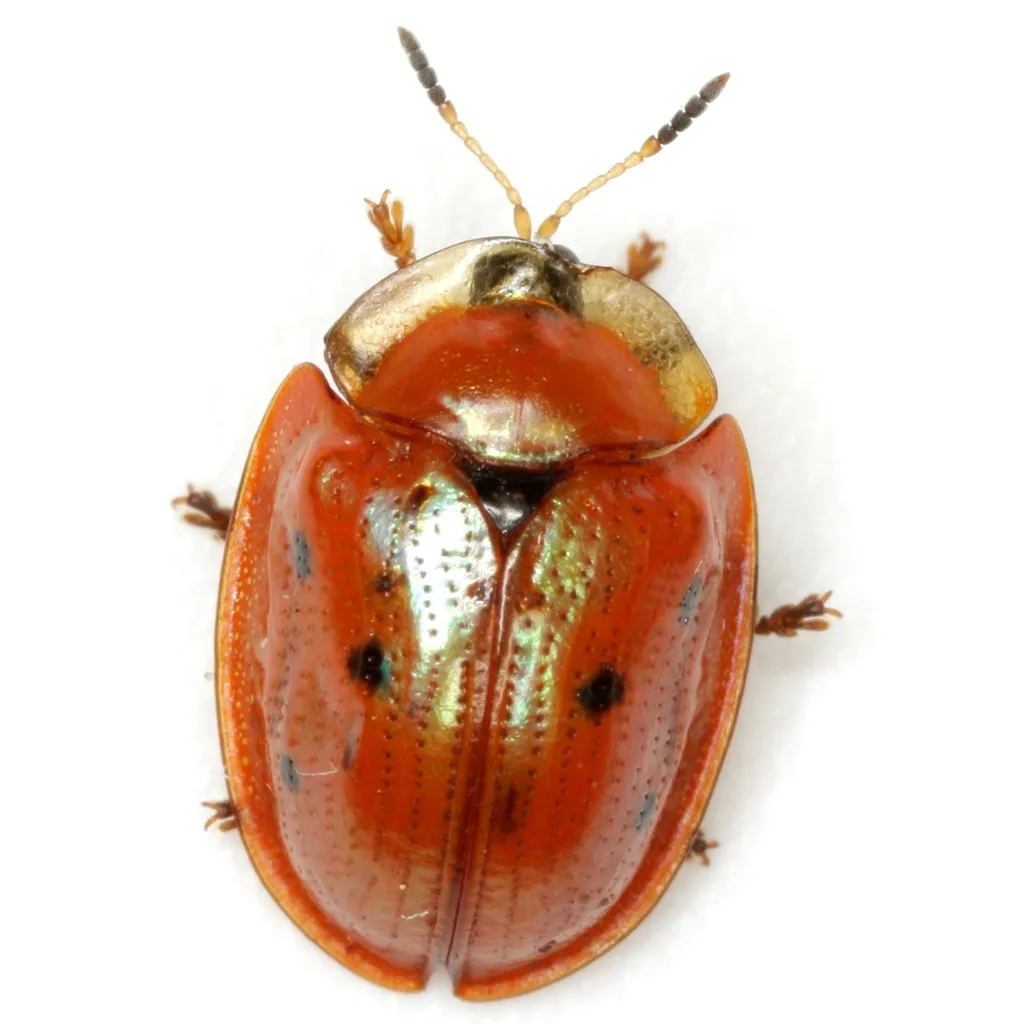Blacklegged Tortoise Beetle - photo 2