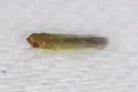 Joruma minuta