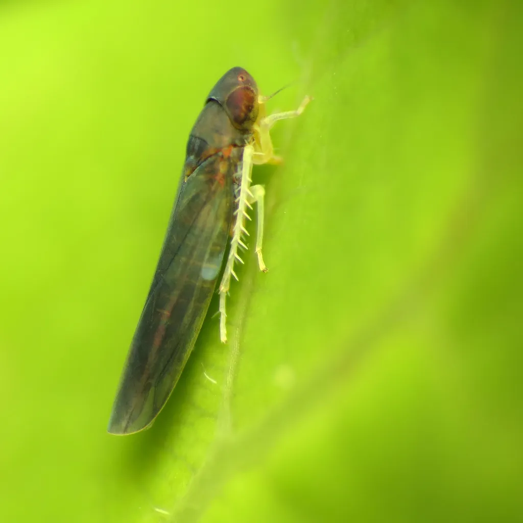 Joruma pisca - photo 2