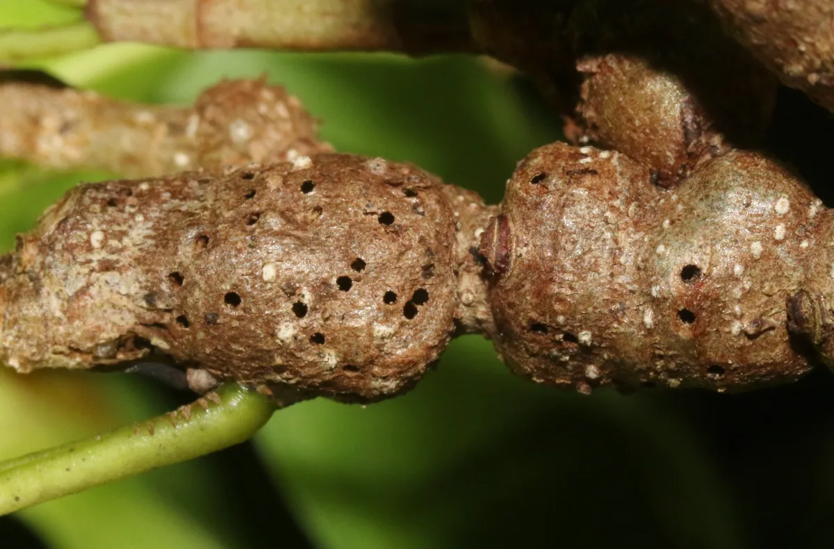 Josephiella manana