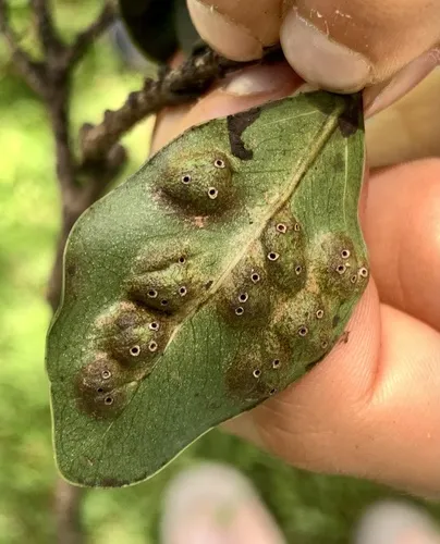 Josephiella microcarpae