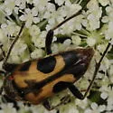 Judolia cordifera