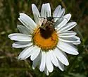 Judolia cordifera - photo 2