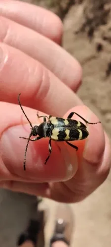 Black-banded Long-horned Beetle