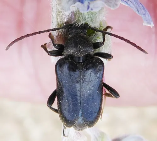Black-banded Long-horned Beetle - photo 2