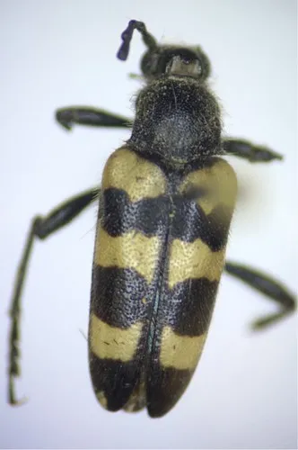 Black-banded Long-horned Beetle - photo 3