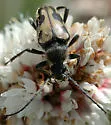 Judolia instabilis