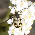 Judolia instabilis - photo 2
