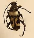 Judolia instabilis - photo 3