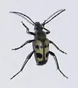 Judolia instabilis - photo 4