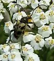Judolia instabilis - photo 5