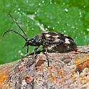 Judolia montivagans - photo 5