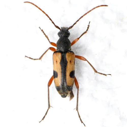 Judolia scapularis - Judolia scapularis