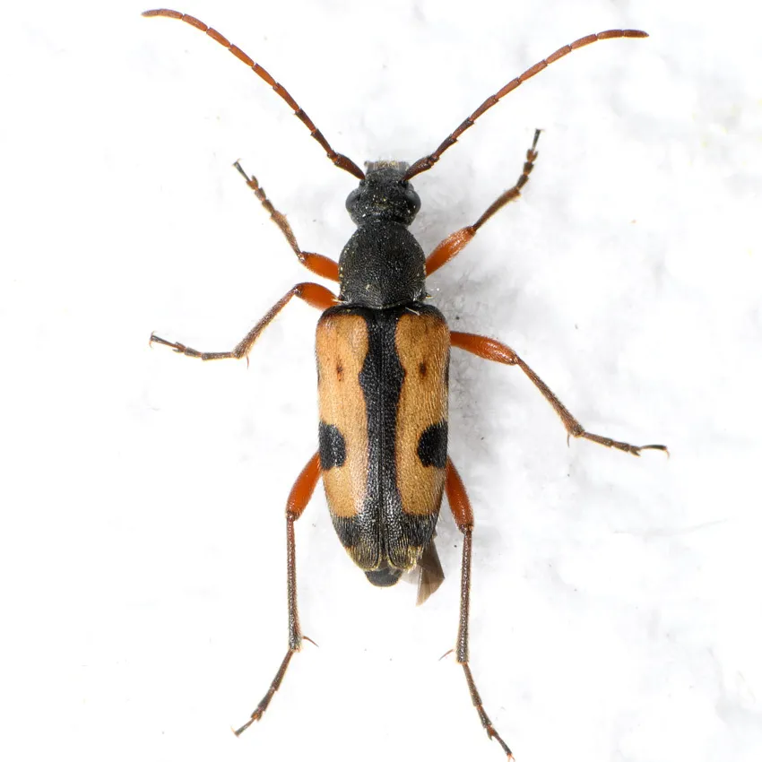 Judolia scapularis - photo 2