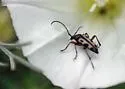 Judolia sexspilota