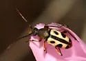Judolia sexspilota - photo 3