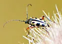 Judolia sexspilota - photo 4