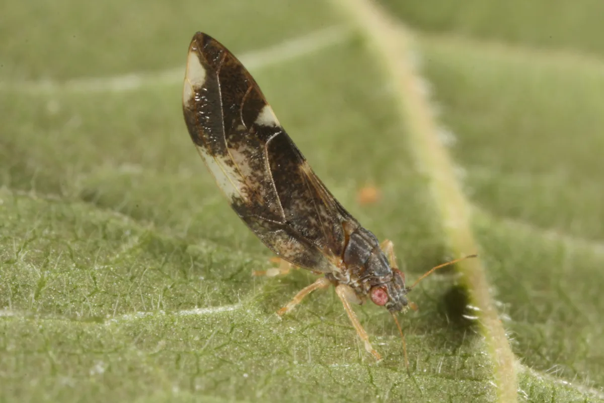 Jumping Plant Louse - photo 3