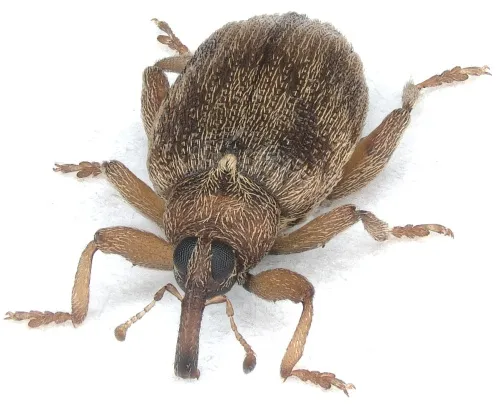 Jumping Weevil - Orchestes testaceus
