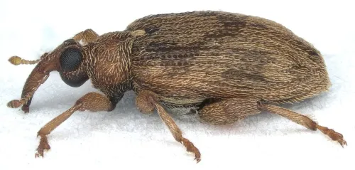 Jumping Weevil - photo 2