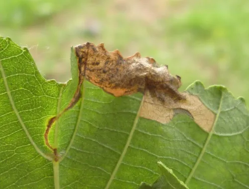 Jumping Weevil - photo 3