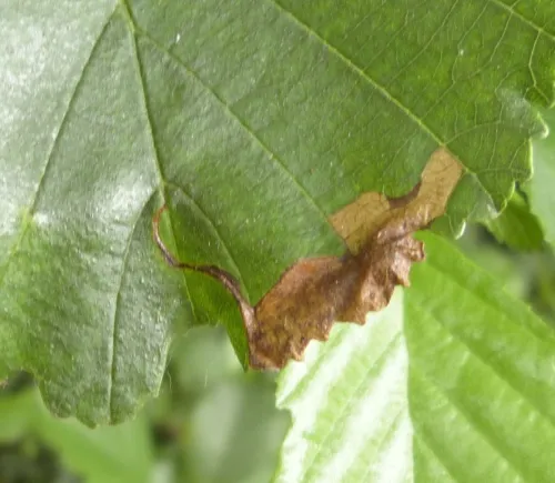 Jumping Weevil - photo 4