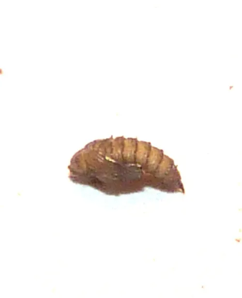 Jumping Weevil - photo 5