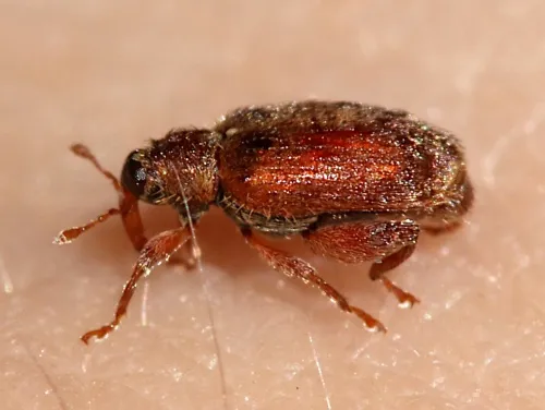 Jumping Weevil - photo 6