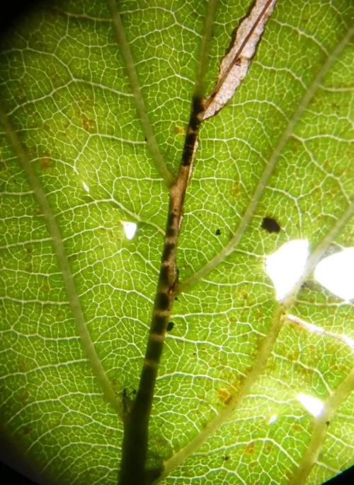 Jumping Weevil - photo 8