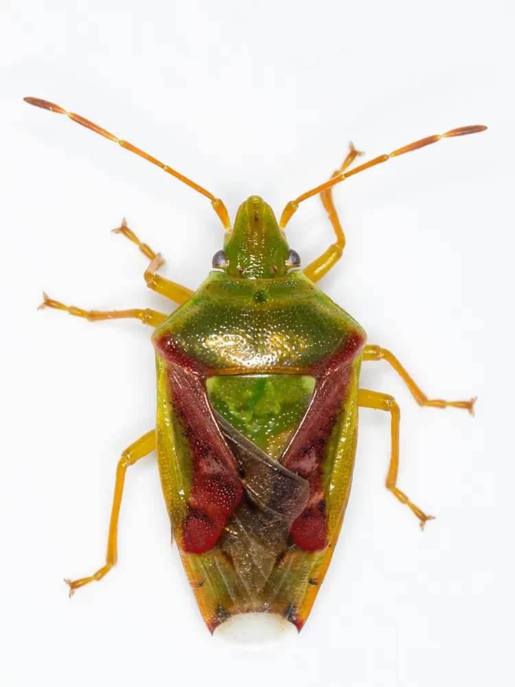 Juniper Shieldbug - photo 2