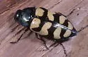 Juniper Metallic Wood-boring Beetle - photo 2