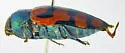 Juniper Metallic Wood-boring Beetle - photo 4
