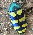 Juniper Metallic Wood-boring Beetle - photo 5