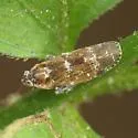 Juniperthia indella