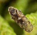 Juniperthia indella - photo 2