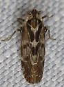 Juniperthia indella - photo 3