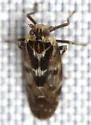 Juniperthia indella - photo 4