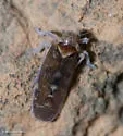 Juniperthia majuscula