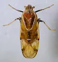 Juniperthia producta - photo 2