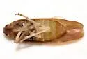 Juniperthia succinea