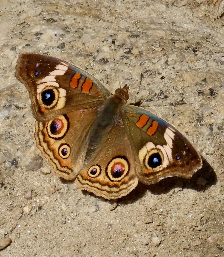 Junonia grisea - Hodges#4440.01 - photo 2
