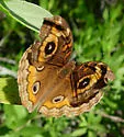 Mangrove Buckeye - Hodges#4442.1
