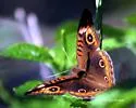 Mangrove Buckeye - Hodges#4442.1 - photo 2