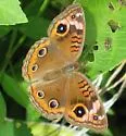 Mangrove Buckeye - Hodges#4442.1 - photo 3