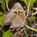 Mangrove Buckeye - Hodges#4442.1 - photo 4