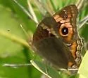 Mangrove Buckeye - Hodges#4442.1 - photo 5