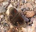 Dark Buckeye - Hodges#4441